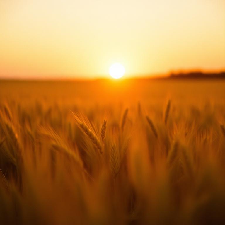Campo de trigo dorado